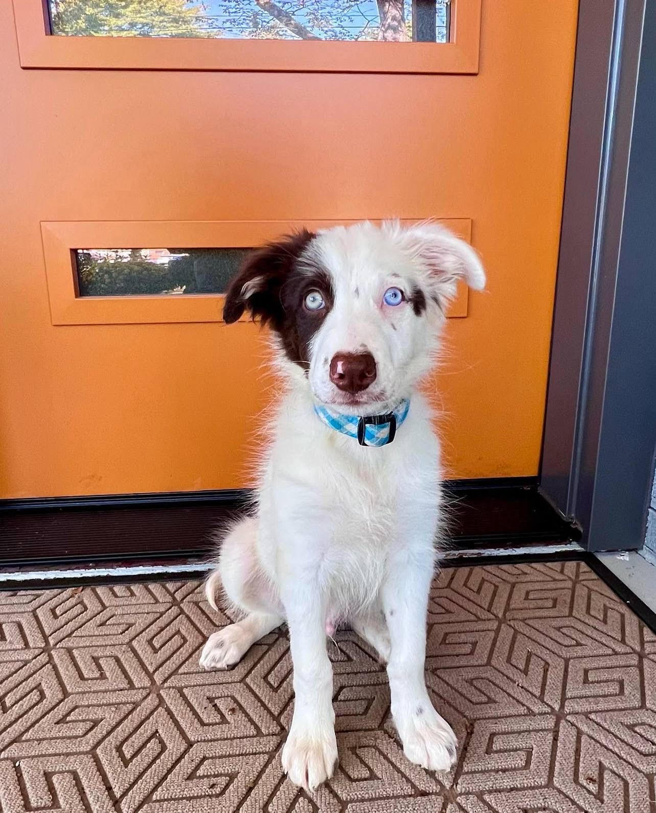 Jasper male Border Collie
